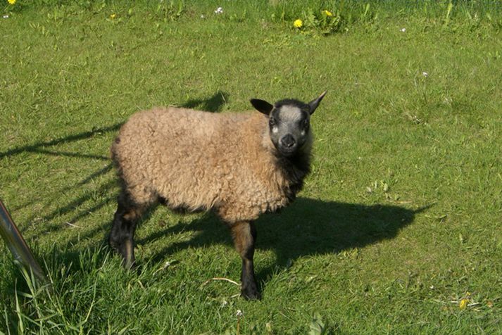 Lambið hefur það gott í góða veðrinu í Breiðholti