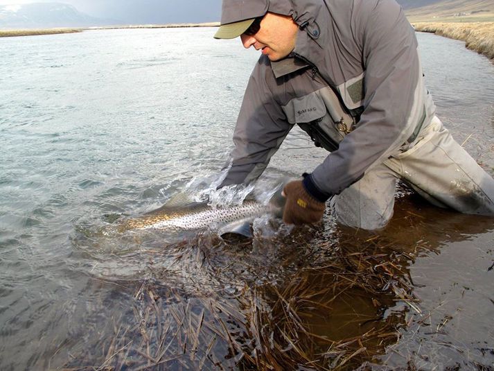 Veiðimaður sleppir sjóbirting í Káranesfljóti í Laxá í Kjós