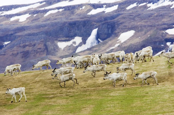 Margir veiðimenn þurftu frá að hverfa þar sem þeir höfðu ekki tilskilið leyfi til veiðanna.