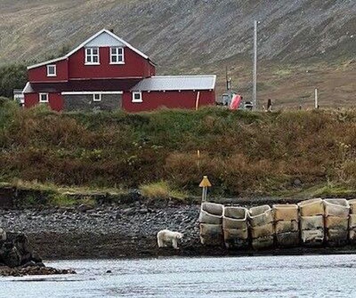 Hvítabjörninn spókar sig fyrir utan sumarhúsið á Höfðaströnd í dag.