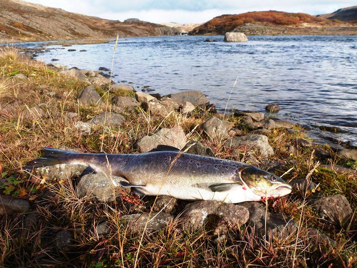 Smálaxagöngur brugðust hérlendis í fyrra en þessi smálax veiddist á Gilsbreiðunni í Langá og vó tæp fjögur pund.