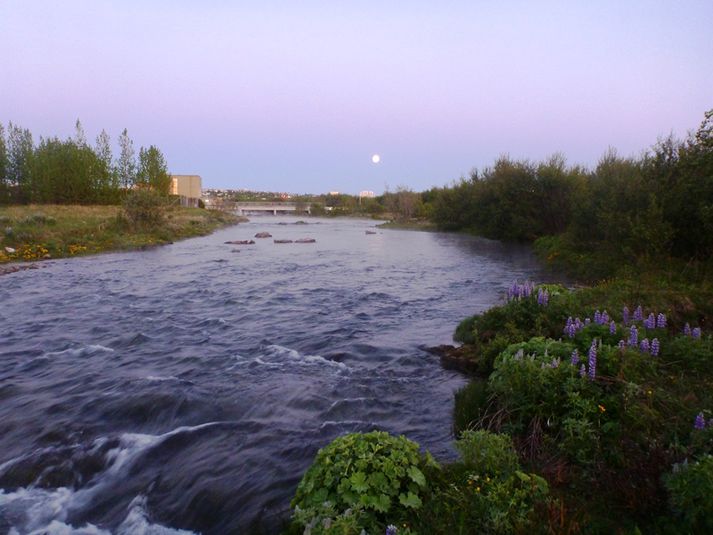 Húsbreiðan í Elliðáánum.