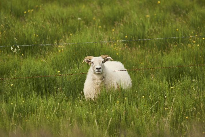 Sauðfjárbændur samþykktu búvörusamninginn með 60 prósent atkvæða gegn 37. 