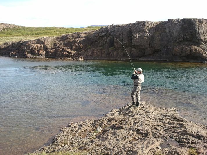 Lax þreyttur við Neðri Hvítstaðahyl í Langá