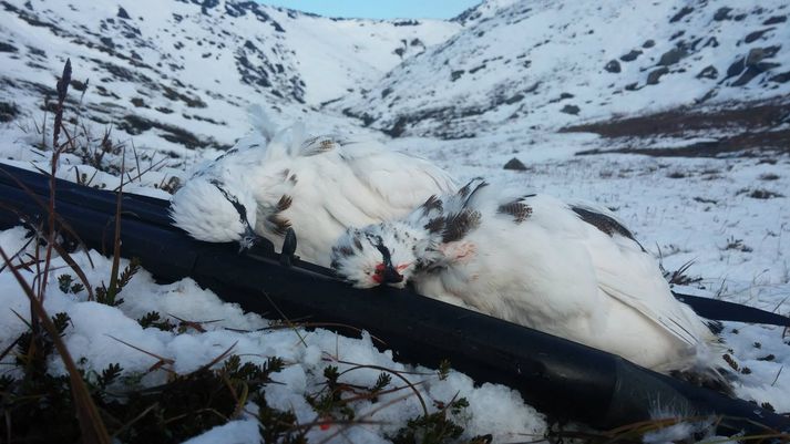 Þessar rjúpur verða vafalítið á borðum einhvers á aðfangadagskvöld.