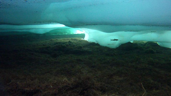 Vetrarríki undir 2 metra þykkum ís í Vatnsdalsvatni