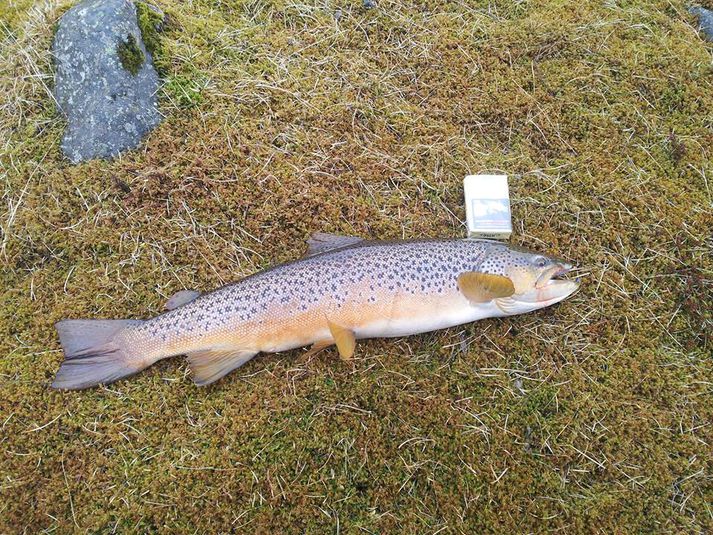 Flottur urriði sem veiddist í fyrradag