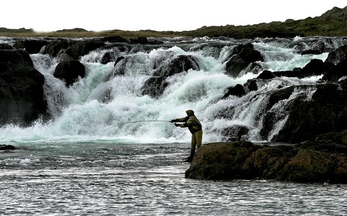 Í Langá á Mýrum. Allir veiðimenn gera sömu mistök, segir Hilmar Jónsson flugukastskennari. Þeir setja of mikinn kraft í köstin. 