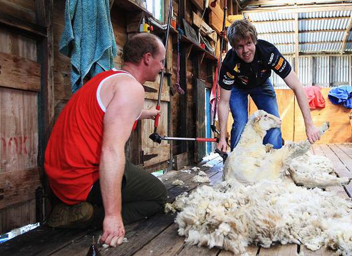 Sebastian Vettel lærði að rýja rollu á Warrock Cattle sveitabýlinu fyrir utan Melbourne í Ástralíu.