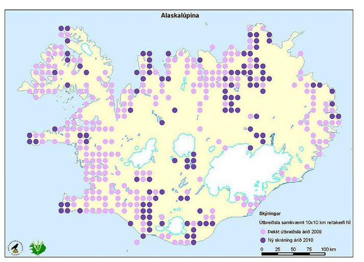 Útbreiðslukort lúpínu Í skýrslu lúpínunefndarinnar er útbreiðslan sýnd í 10x10 kílómetra reitum árin 2009 og 2010, eftir endurmat. Myndin sýnir að landnám jurtarinnar nær til alls landsins í meiri eða minni mæli.