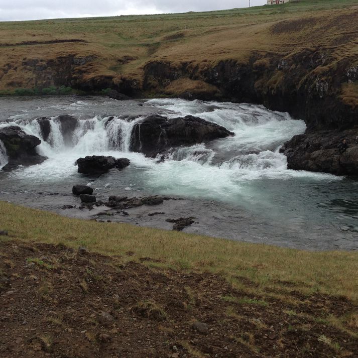 Fyrstu laxarnir eru mættir í Laxá í Leirársveit