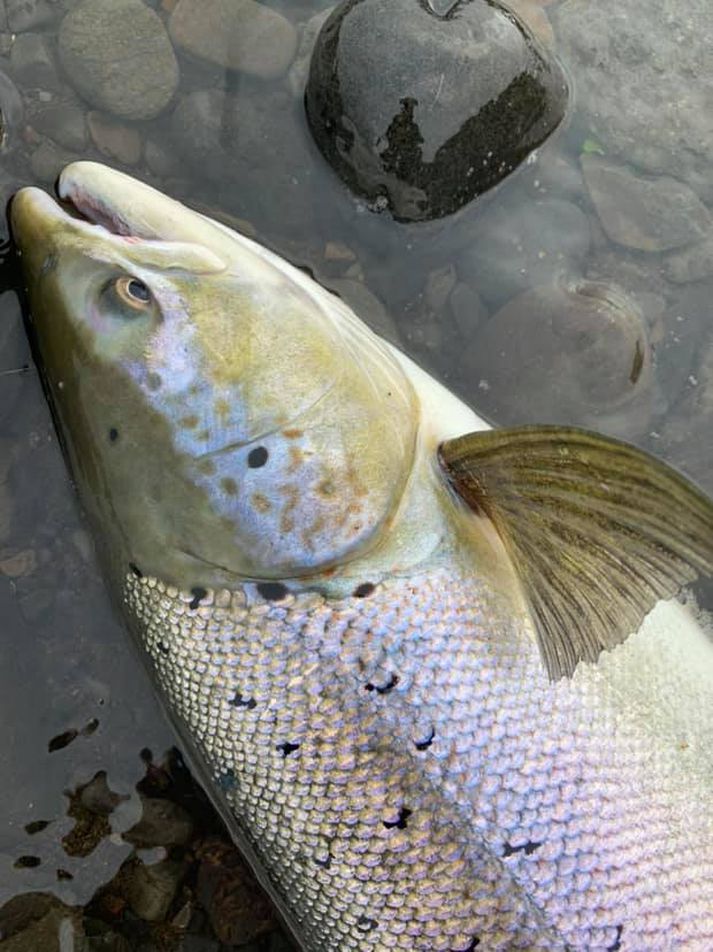 Flottur lax úr Hrútafjarðará