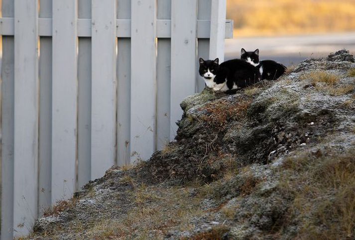 Ungir villkettir við Hrafnistu Elliheimilið vill losna við villiketti í nágrenninu og bannaði vistmönnum að fóðra dýrin, sem þó eiga aðra vini sem færa þeim mat.
Fréttablaðið/Stefán