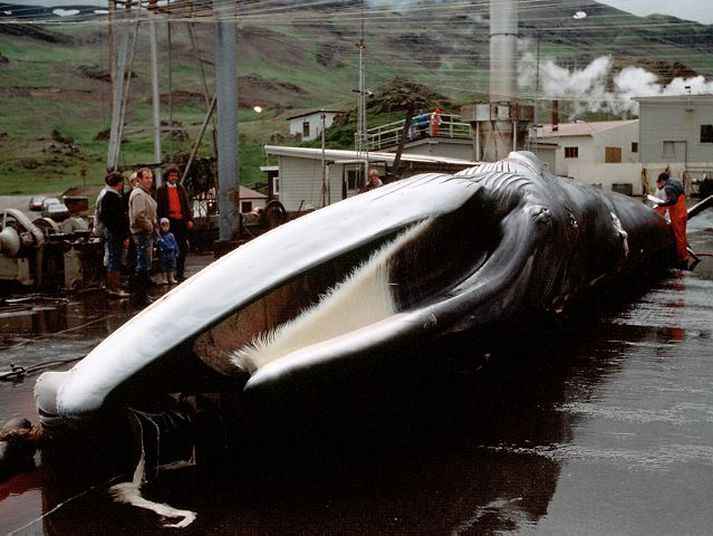 Hvalveiðar. Einar K. Guðfinnsson ákvað í janúar 2009, nokkrum dögum áður en hann lét af starfi sjávarútvegsráðherra, að leyfa veiðar á 150 langreyðum og 200 hrefnum. Innan Alþjóðahvalveiðiráðsins var ákvörðunin sett í samband við umsókn Íslands um aðild að ESB.