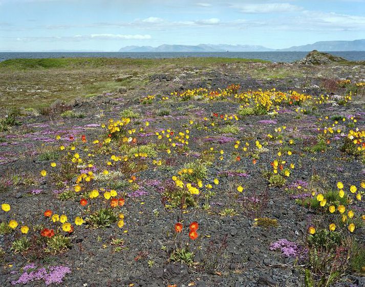 Melasól, lambagras og fleiri fögur blóm skreyta umhverfi Reykjanesbrautar á sumardegi þegar að er gáð.