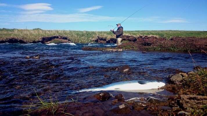 Frá veiðistaðnum Bárðarbunga í Langá