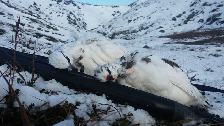 Rjúpnaveiðum líkur í dag