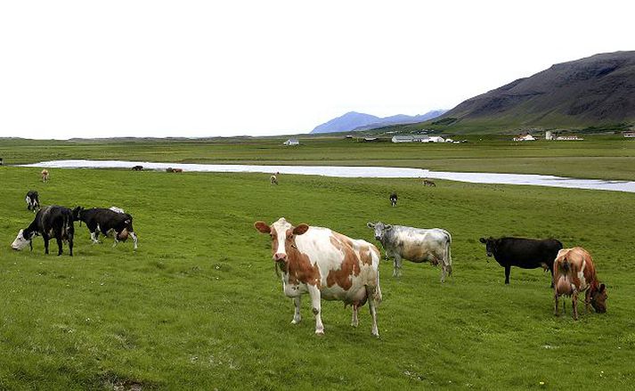 Stjórnlausar kýr Enginn er sveitarstjórinn sem ríkir yfir þessum kúm í Kjósarhreppi.