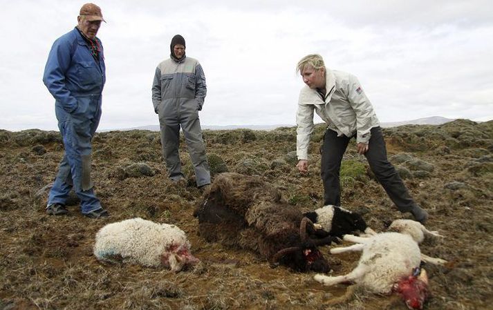 Ekki er útilokað að hundarnir hafi verið í rúman sólarhring í beitarhólfinu.