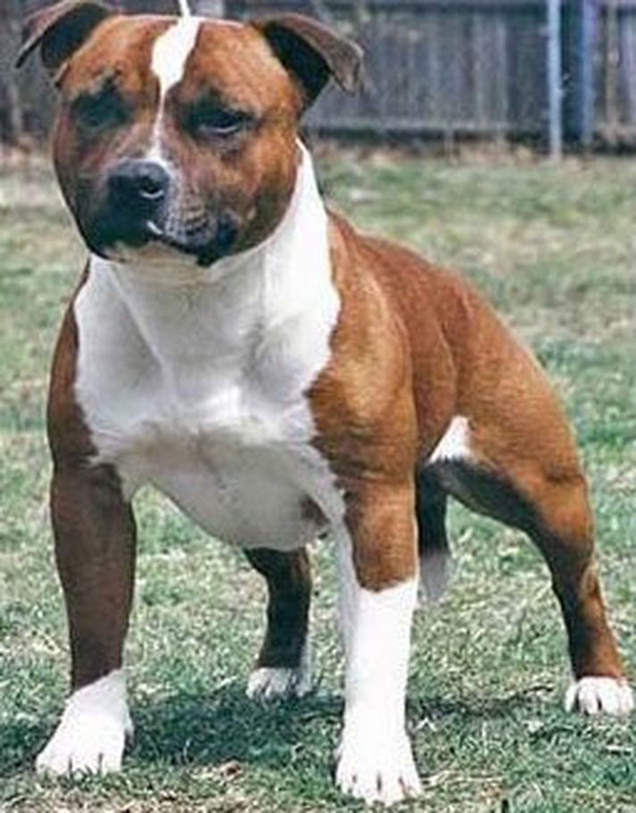 Hundur af Staffordshire bull terrier kyni.