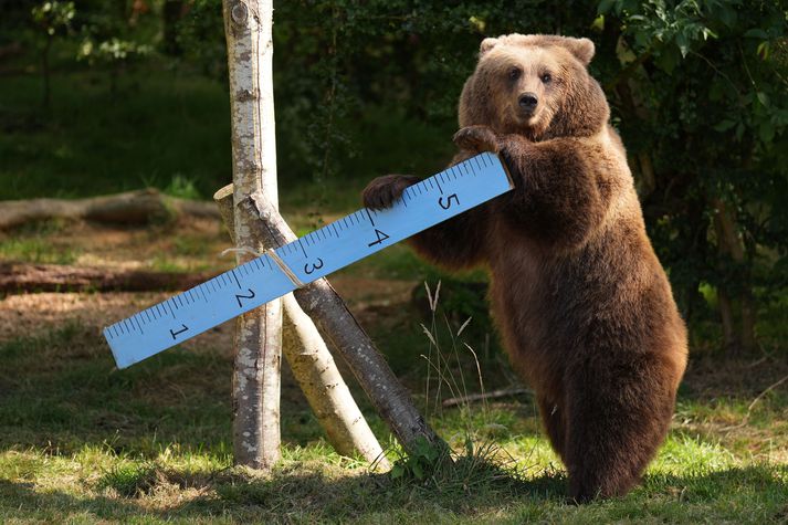 Birnir eru stór og kraftmikil dýr. Ekki allir kylfingar gætu haldið ró og einbeitingu með slíkt dýr við hlið sér.