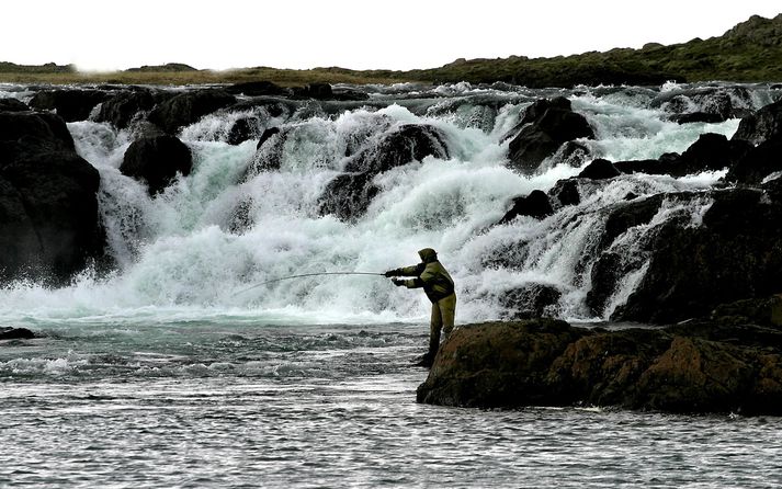 Langá á Mýrum kristallar sveifluna í laxveiði á milli ára – í fyrrasumar veiddust 595 laxar en í sumar urðu þeir 2.616.