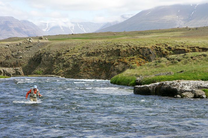 Veiðimaður veður Svartá