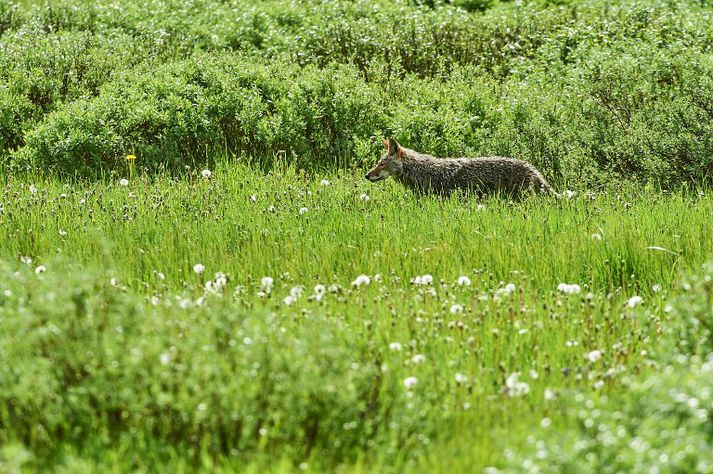 Frá Yellowstone-þjóðgarðinum í Bandaríkjunum. Combs hefur verið andsnúin nær öllum tillögum um að lýsa dýrategundir í útrýmingarhættu.