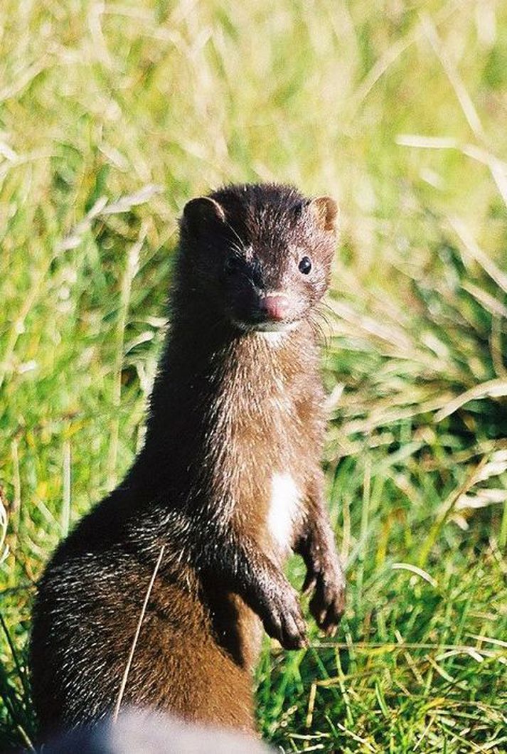 Minkur var fyrst fluttur til landsins 1931, en hann slapp fljótlega út í villta náttúru. Landnámi hans lauk árið 1975 þegar hann tók sér bólfestu í Öræfasveitinni.