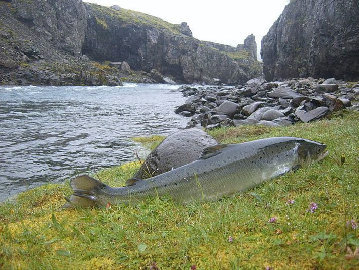 Guðni Guðbergsson fiskifræðingur telur að veiðin eigi eftir að rísa upp úr ölduldal.