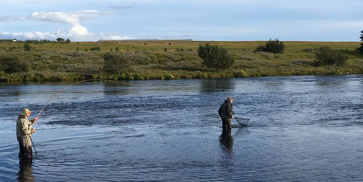 Lax þreyttur á Rangárflúðum