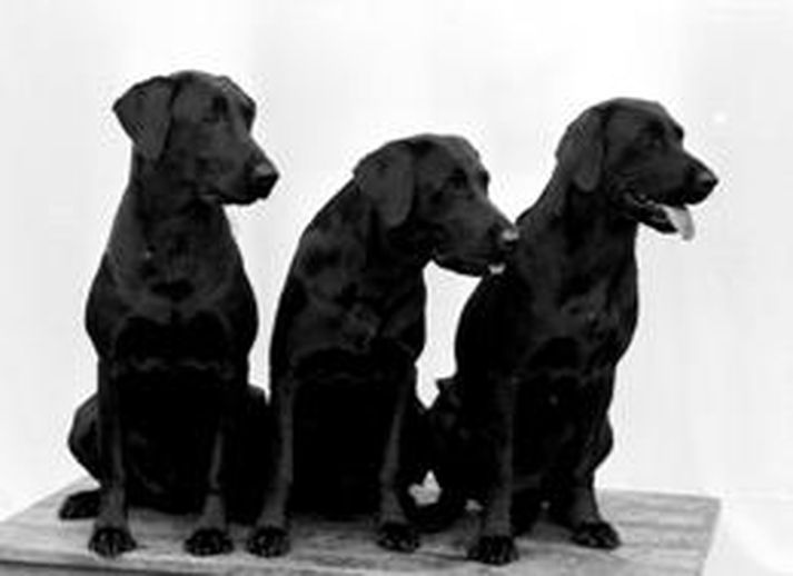 Þessir labrador hundar hefðu líklega þótt tilvalin skotmörk hjá búlgörsku vörðunum illræmdu.