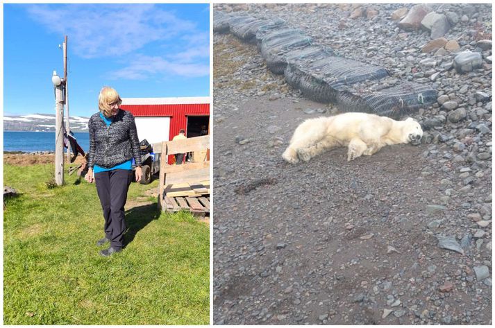 Ásthildur Gunnarsdóttir hefur komið á Höfðaströnd í Jökulfjörðum á sumrin allt sitt líf. Á myndinni til vinstri má sjá björninn í fjörunni eftir að hann var felldur.