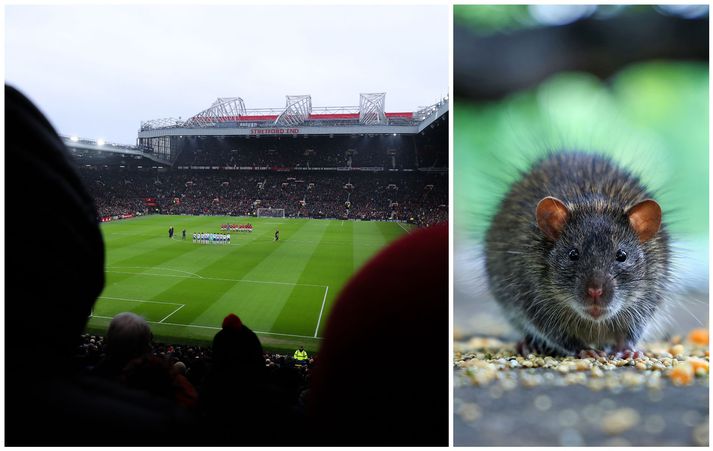 Það er rottuvandamál á Old Trafford sem lýsir því meðal annars að rottur eru farnar að hlaupa um á grasinu þrátt fyrir að það sé leikur í gangi á sama tíma.