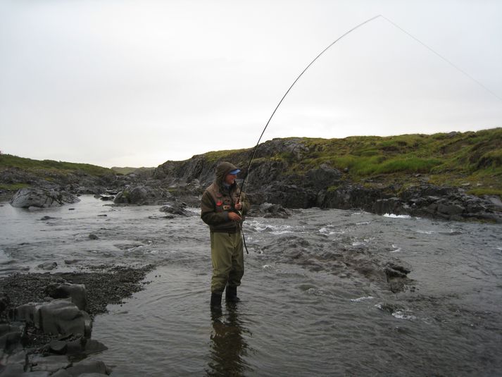 Lax þreyttur á hinum frábæra veiðistað í Langá, Kattarfossbrún.