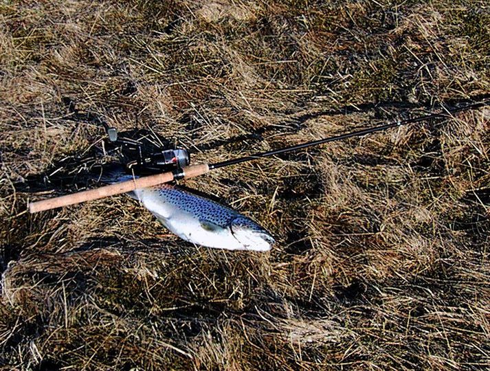 Tilraunaveiði gefur von um að hægt sé að lengja veiðitímabilið í Svarfaðardalsá.