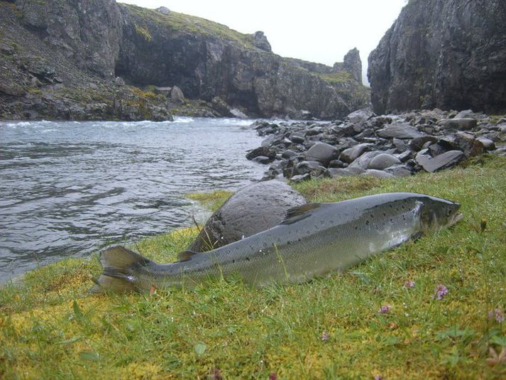 Sjaldgæf sjón í Álftafirði í sumar: Lax á bakkanum og nóg vatn í ánni. Myndin er tekin í byrjun ágúst í fyrra.