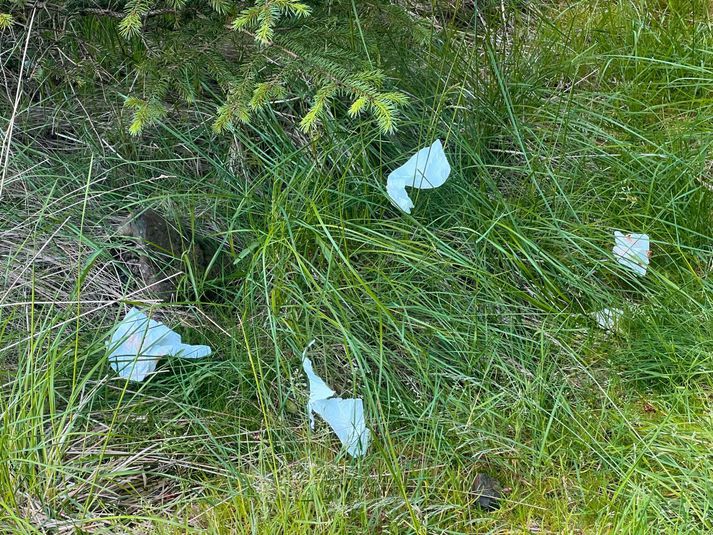 Klósettpappír hvert sem litið er í Hofsstaðaskógi á Snæfellsnesi.