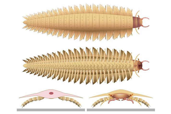 Teikning af forsögulegu margfætlutegundinni arthropleura. Hún gat orðið allt að tveggja og hálfs metra löng og fimmtíu kíló að þyngd.