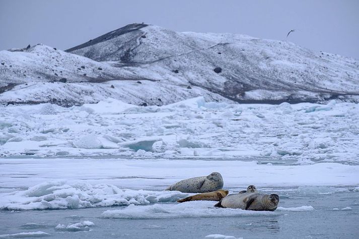 Selir spóka sig í Jökulsárlóni. Meðal heimilda ráðherra er að ráðstafa jörðinni Fell sem sérleyfis- eða rekstrarleyfissamningum vegna áforma um uppbyggingu á innviðum við Jökulsárlón. Ríkið keypti jörðina árið 2017.