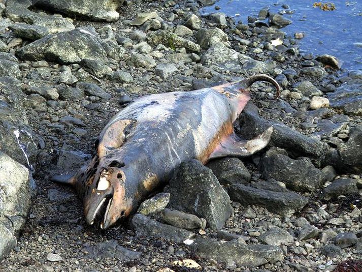 Hvalur við Hólmavík Eins og sjá má er hræið afar illa leikið eftir veruna í fjörunni. Það verður ekki fjarlægt.