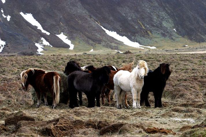 Þeim sem halda hross á eyðijörðum ber skylda til að skipa tilsjónarmann og hafa á staðnum nægt fóður og skjól.