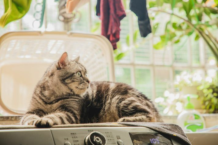 cat being lazy lying on top of the washing machine