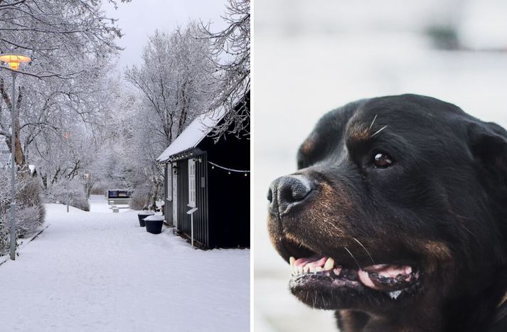 Hundurinn sem beit konuna var af Rottweiler-tegund.