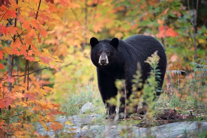 Þessi tiltekni svartbjörn heldur til í Kanada. Árásir þeirra á menn eru mjög sjaldgæfar.