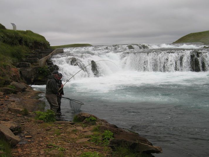 Það var mikill fiskur í Ægissíðufossi í morgun