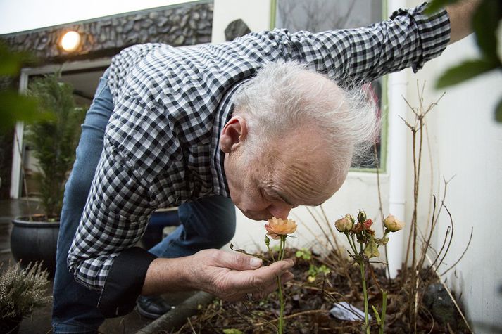 Pálmi Sveinsson lyktar af jólarósinni í garðinum sínum.