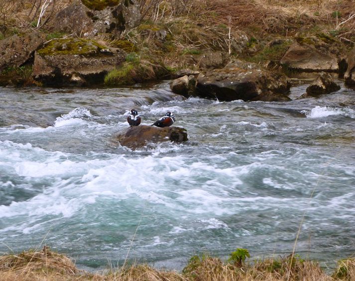 Straumendur hvíla sig á steini í flúðunum í Norðlingavaði í Elliðaánum. Í Norðlingavaði er lítill hylur þar sem oft er hægt að finna lax á sumrin, sérstaklega ef vatn er yfir meðallagi í ánum.