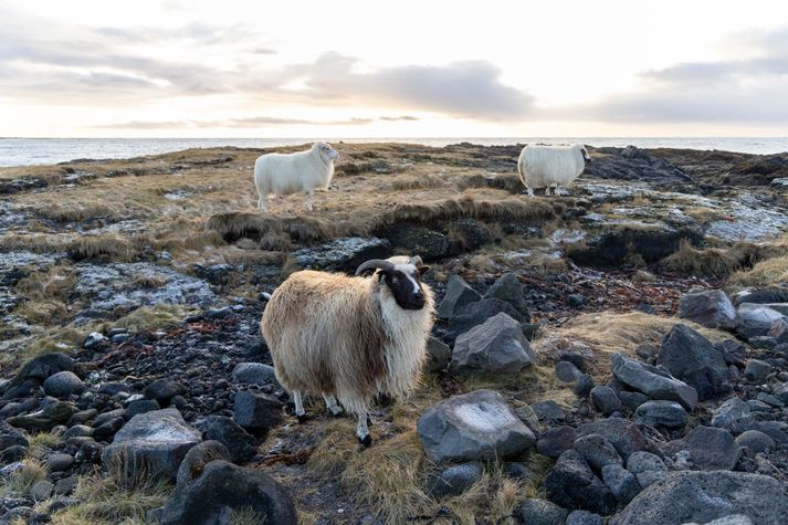 Eigandi gistiheimilisins skrapp frá í sauðburð. Myndin er úr safni.