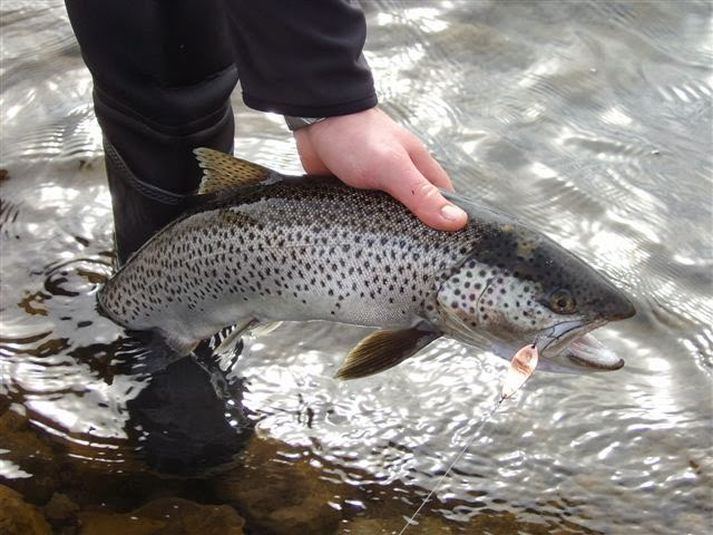 Flottur fiskur úr Meðalfellsvatni